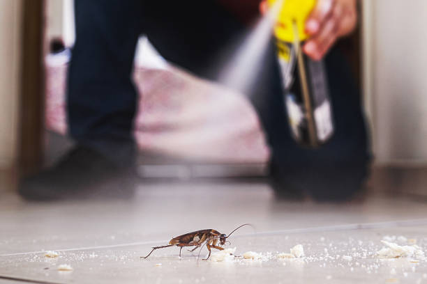 Insect Control in Black Diamond, FL