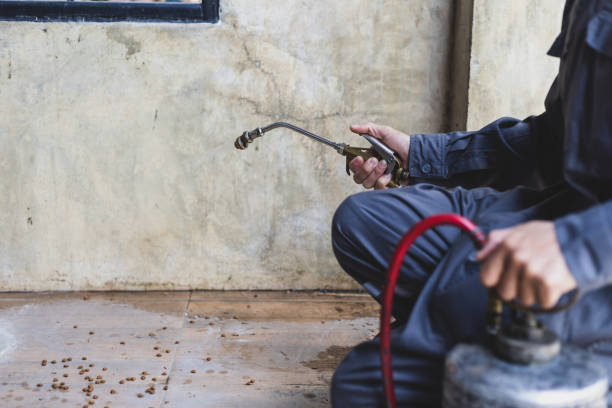 Best Pest Control Near Me  in Black Diamond, FL